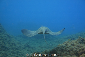 NICE TORPEDO. I TOOK THE SHOOT IN SHALLOW WATER WITH NO F... by Salvatore Lauro 